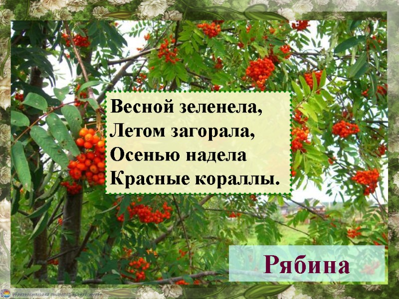Рябина Весной зеленела, Летом загорала, Осенью надела Красные кораллы.